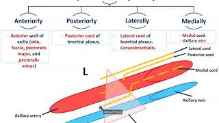 Axillary Vessels and Lymph Nodes  Dr Ahmed Farid [upl. by Masha]