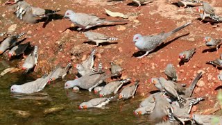 Diamond doves in wild [upl. by Brookes529]