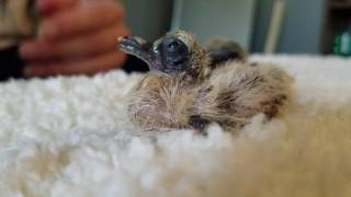 Feeding and weighing baby mourning doves [upl. by Eerdna]