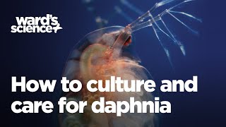 Caring and Culturing for Daphnia [upl. by Ilohcin]