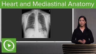 LUNGS PART2  ROOT AND RELATIONS  BY DR MITESH DAVE [upl. by Halik]