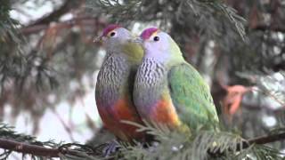 Rose Crowned Fruit Dove [upl. by Eigger840]