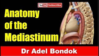 Mediastinum Dr Adel Bondok [upl. by Anilehs833]