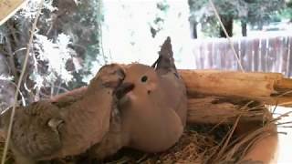 Mourning Dove Family  Part 2 Hatching and raising young [upl. by Kiri]