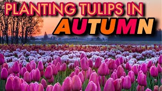 TULIPS 101 GROWING TULIPS FOR BEGINNERS [upl. by Baillie880]