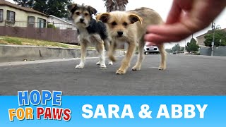 Dog rescue Sara amp Abby Please share and help us find them a loving forever home dogs [upl. by Laryssa446]