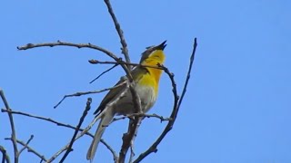 YellowBreasted chat Singing [upl. by Shaer300]