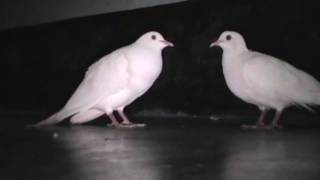 Beautiful White Doves Coo Call Sound  World Best Doves Cooing Sound [upl. by Canfield536]