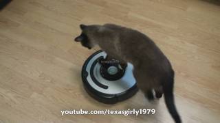 Cat shows HOW TO use iRobot Roomba Vacuum [upl. by Ailime27]