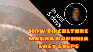 How to Culture Magna Daphnia Easily [upl. by Willamina]