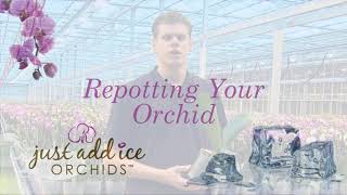 Orchid Care Repotting Orchids [upl. by Abelard]