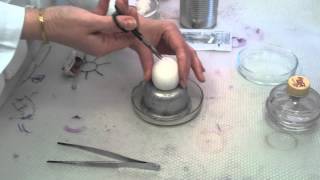 Viral Cultivation in Chicken Embryo [upl. by Fredericka]