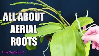 Orchid aerial roots  Why Orchids grow them what to do about them [upl. by Adiari264]