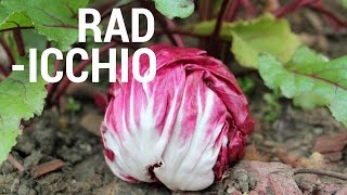 What is Radicchio amp Its Health Benefits [upl. by Radburn]