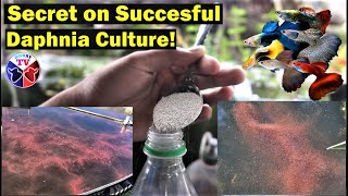 How to Culture Daphnia Successfully [upl. by Tamaru]