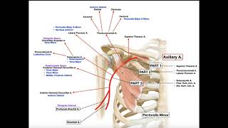 Axillary Artery  Branches amp Divisions [upl. by Lourdes]