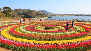 Asia’s largest Tulip Garden opens for visitors amp tourists in Kashmir Watch Video  Oneindia News [upl. by Nohsal]