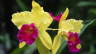 Growing and Repotting Cattleya Orchids [upl. by Anazus223]