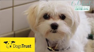 Rescue dogs meet amp greet with Dogs Trust [upl. by Winou]