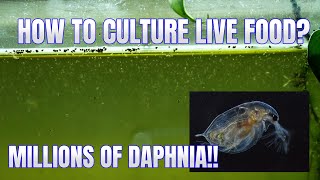 How to Culture Daphnia Secret Method to Breed MILLIONS  Simply Aquatic [upl. by Nobile]