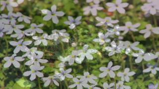 Gardening Tips amp Flowers  How to Grow Blue Star Creeper Pratia Angulata [upl. by Yroffej]