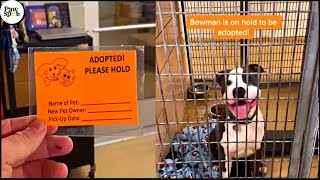 Shelter Dogs Get Adopted  Priceless Moments When Shelter Dogs Realized They Are Being Adopted [upl. by Mccandless788]