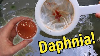 How I Culture Daphnia In Outdoor Tubs [upl. by Nodnar]