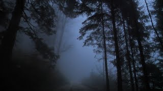 Virtual Drive Through The Dark and Foggy Forest  Rain and Thunder [upl. by Odlaumor]