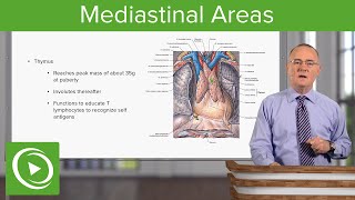 Mediastinal Areas – Anatomy  Lecturio [upl. by Zapot]