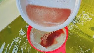 How to culture daphnia  Daphnia culture  How to grow daphnia outdoor [upl. by Priest]