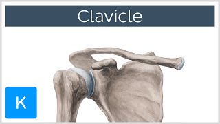 Clavicle Bone  Location Definition amp Function  Human Anatomy  Kenhub [upl. by Pedroza]