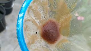 How to culture daphnia moina in a small container Part 1 English Subtitle [upl. by Alake]