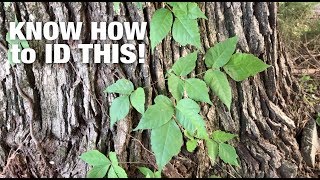 Poison Ivy vs Virginia Creeper Know the Difference [upl. by Cacka289]