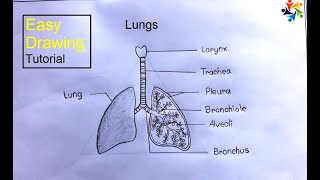 How to Draw a Human Lungs  Lungs Drawing Easy Tutorial [upl. by Washburn]