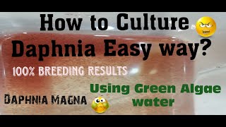 Daphnia MagnaHow to Culture Daphnia Easy wayCulturing Daphnia using Green water Daphnia [upl. by Gatian459]