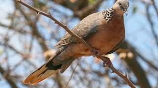 Calls of a Spotted Dove  HD Audio [upl. by Ahsiuq]