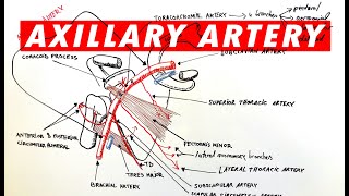 Anatomy  Axillary artery branches [upl. by Ardnuasac]