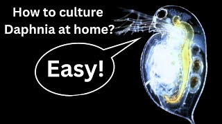 BEST Live Fish Food Beginner guide How to Culture Daphnia at home [upl. by Musette33]