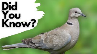 Things you need to know about COLLARED DOVES [upl. by Nida]