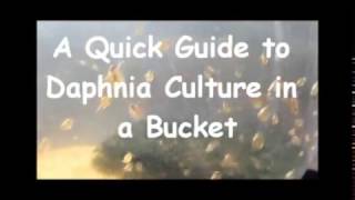 How to culture daphnia outside [upl. by Ynneb]