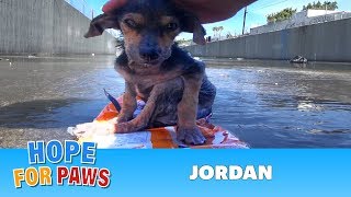 Brave little dog gets rescued from the river His recovery with Hope For Paws will inspire you dog [upl. by Aned]