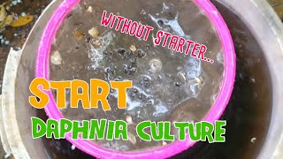 How to culture daphnia moina the easy way 1  Starting the Daphnia culture [upl. by Fantasia]