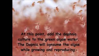 Daphnia  How to grow daphnia in your home [upl. by Florina844]