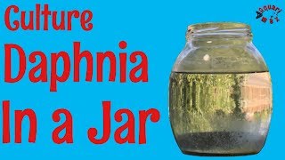 How to Culture Daphnia in a Jar [upl. by Walsh]