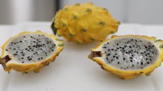 How to Eat Yellow Dragon Fruit Pitahaya Pitaya  Taste Test [upl. by Shaun229]