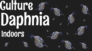 How to Culture Daphnia [upl. by Adnavoj]