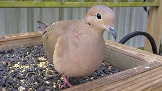 Mourning Doves Feeding Up Close [upl. by Selrac]