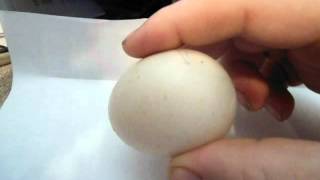 How to hatch Muscovy duck eggsAVI [upl. by Halfon]