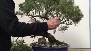 Styling and repotting an old Juniper bonsai tree  Peter Chan [upl. by Hild508]