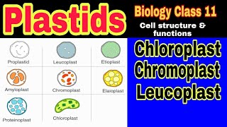 Plastids Types Structure and Functions  Ibad Biology [upl. by Daniyal836]